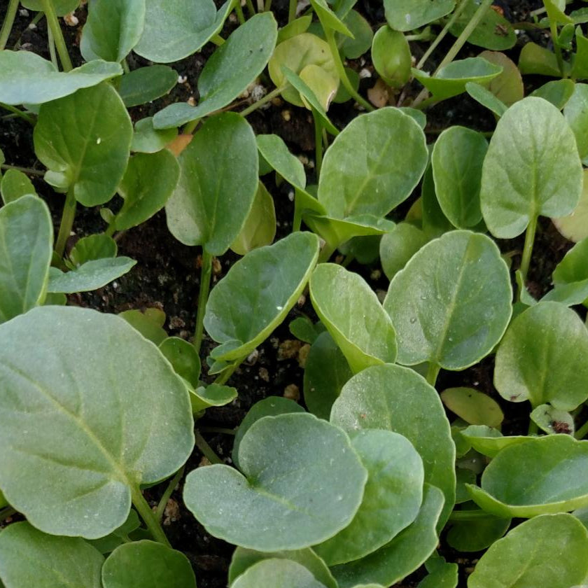 Cress - Upland Creasy Greens - Sow True Seed