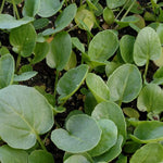 Cress - Upland Creasy Greens - Sow True Seed