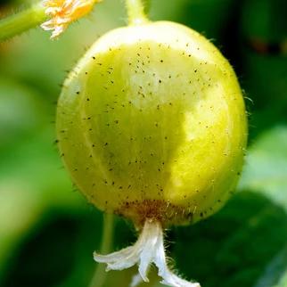 Specialty Cucumber Seeds - Lemon - Sow True Seed