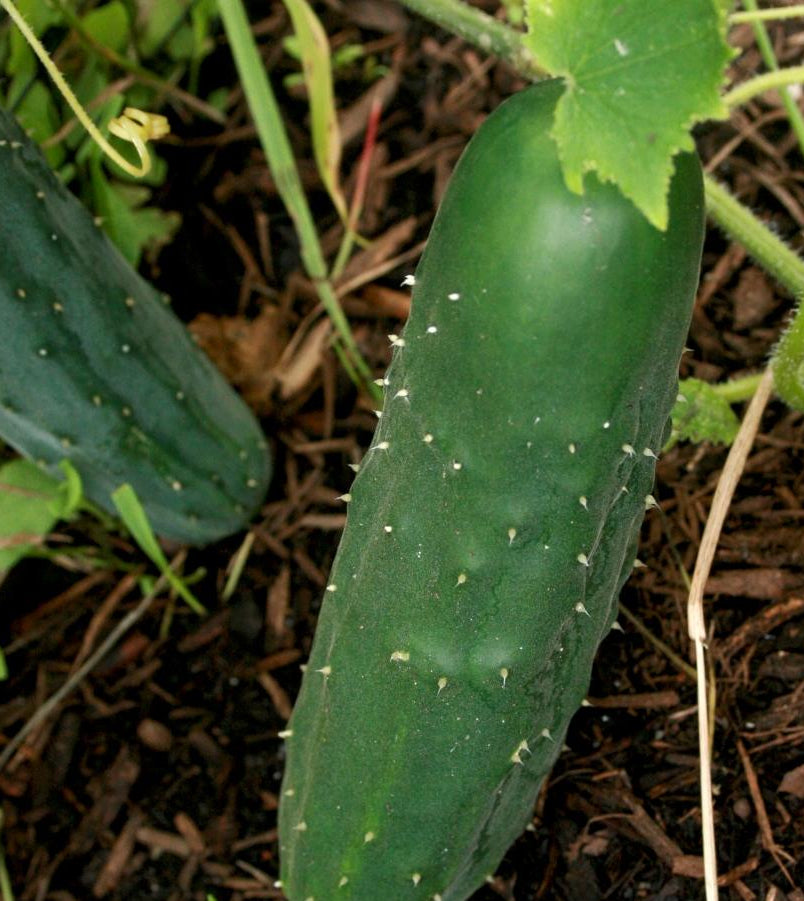 Slicing Cucumber Seeds - Marketmore 76, ORGANIC - Sow True Seed
