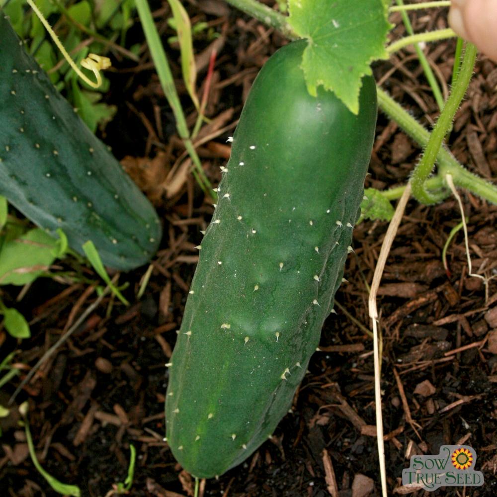 Slicing Cucumber Seeds - Marketmore 76, ORGANIC - Sow True Seed