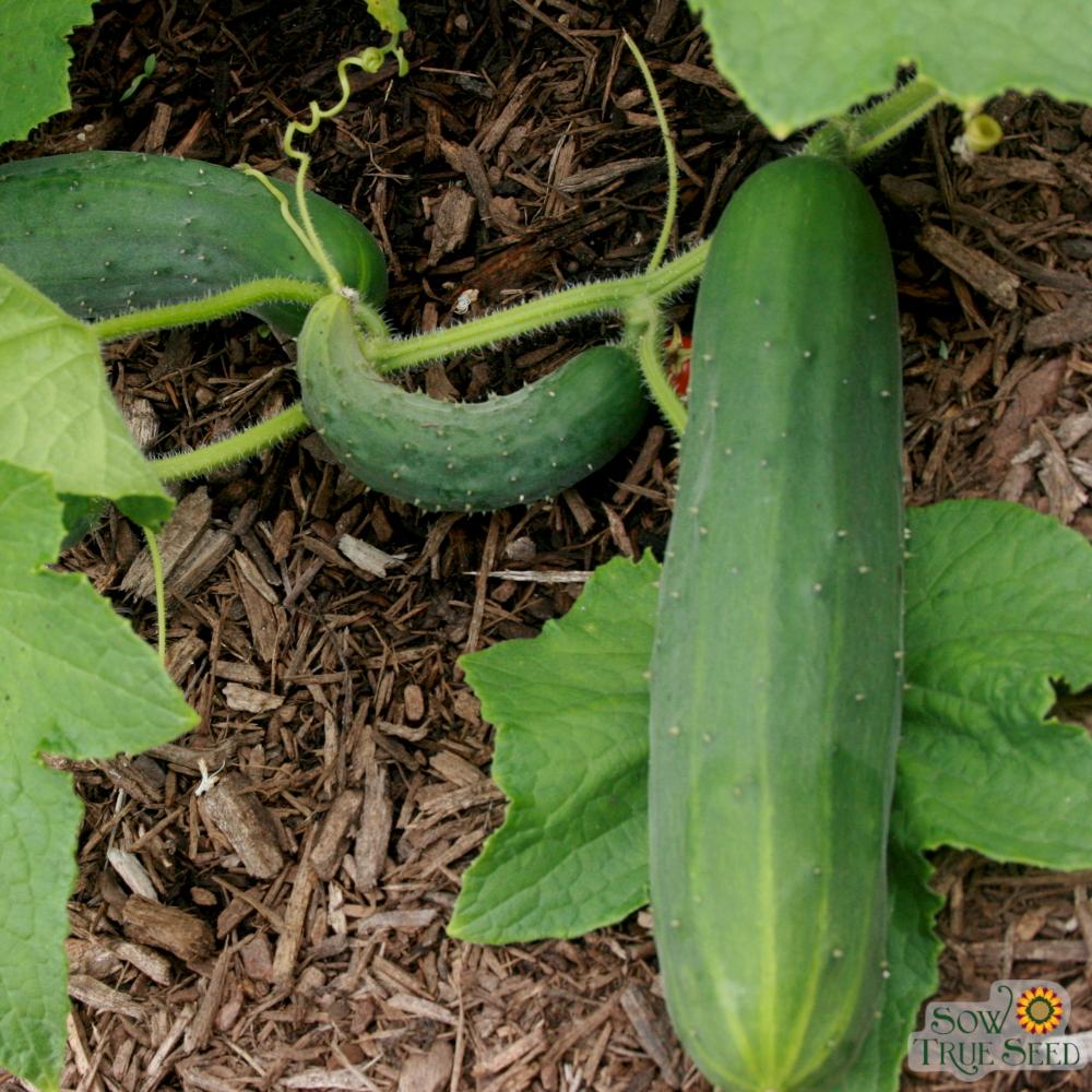 Slicing Cucumber Seeds - Marketmore 76, ORGANIC - Sow True Seed