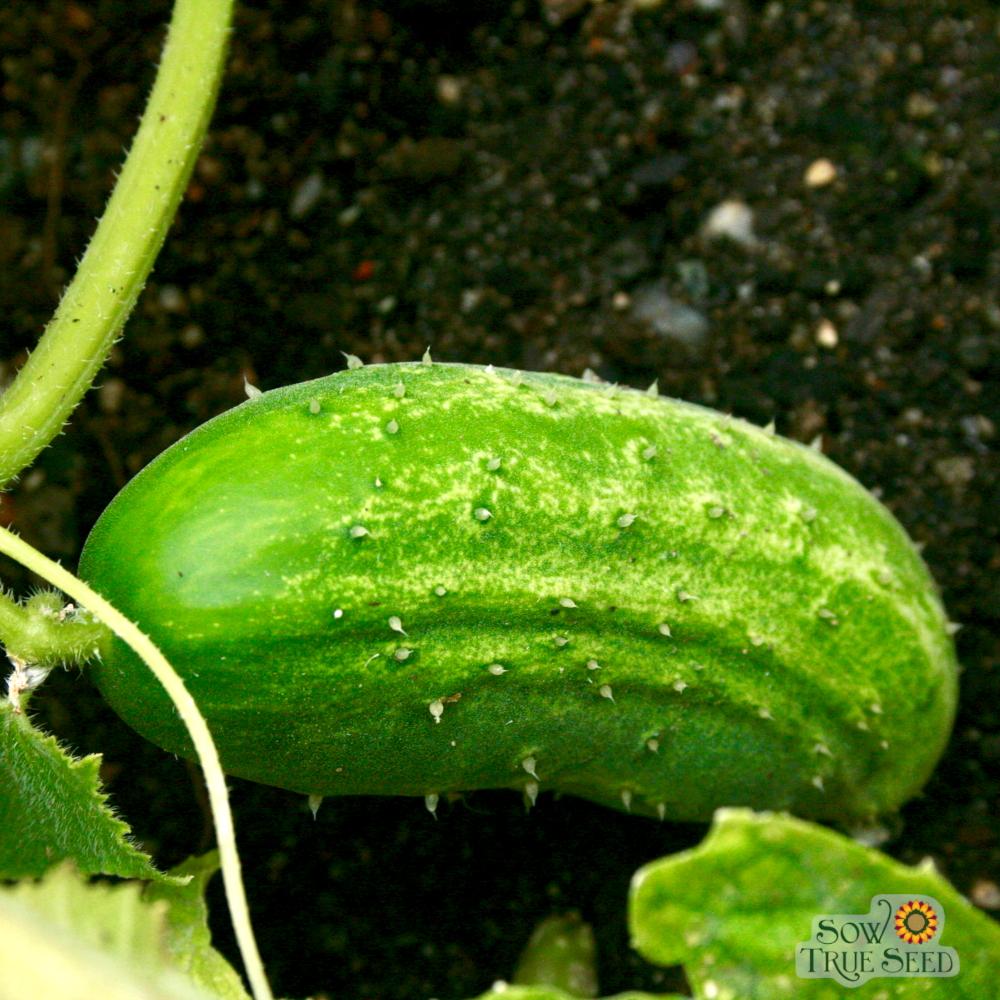 Pickling Cucumber - Boston - Sow True Seed