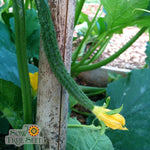 Slicing Cucumber Seeds - Suyo Long, ORGANIC - Sow True Seed