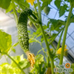 Slicing Cucumber Seeds - Suyo Long, ORGANIC - Sow True Seed