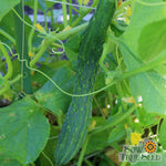 Slicing Cucumber Seeds - Suyo Long, ORGANIC - Sow True Seed