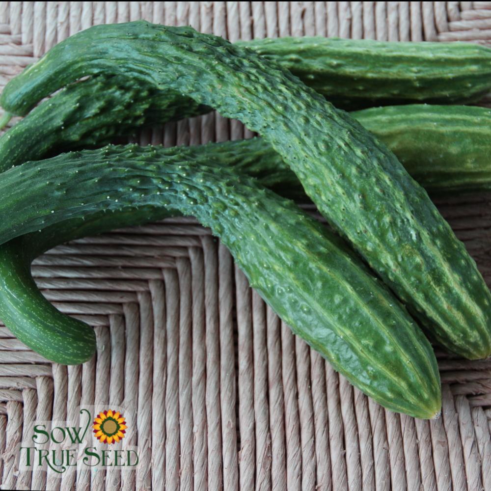 Slicing Cucumber Seeds - Suyo Long, ORGANIC - Sow True Seed