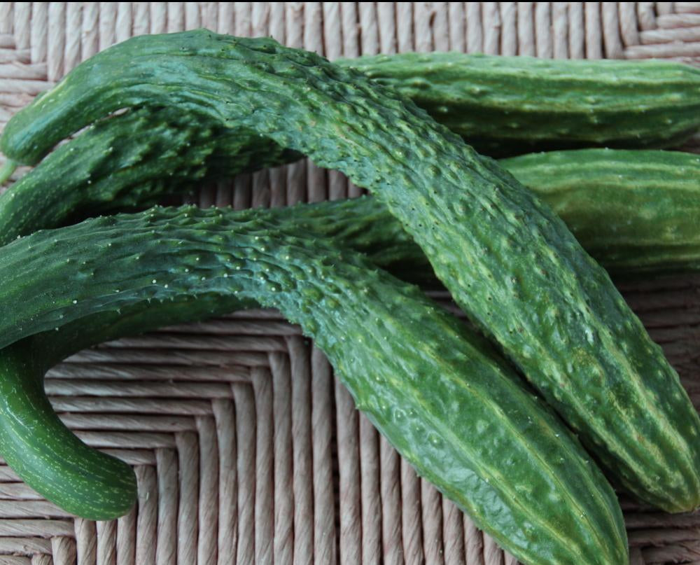 Slicing Cucumber Seeds - Suyo Long, ORGANIC - Sow True Seed