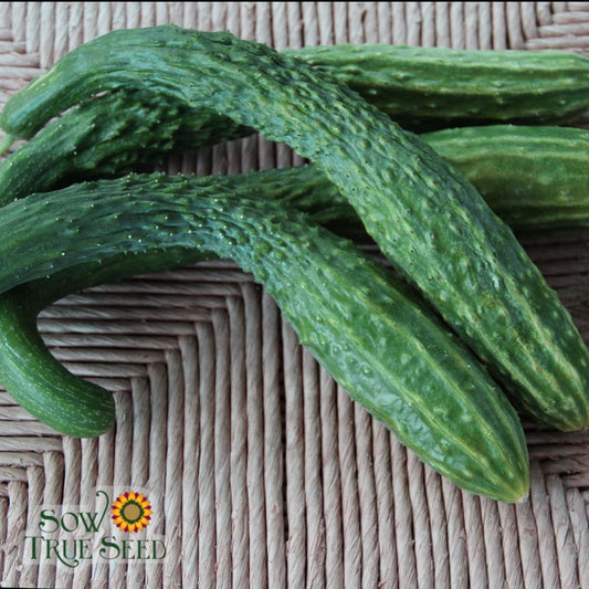 Slicing Cucumber Seeds - Suyo Long, ORGANIC - Sow True Seed