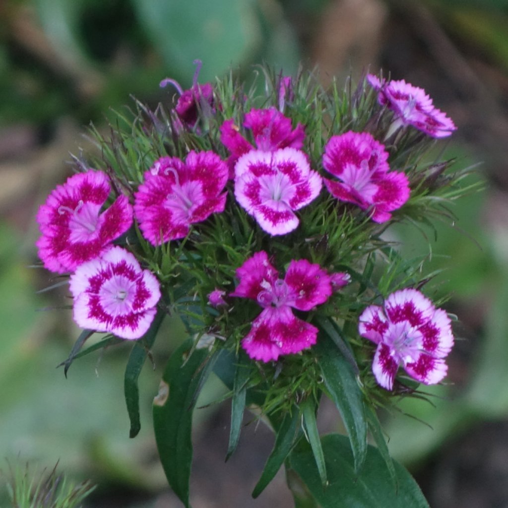 Dianthus Seeds - Sweet William Single Mix - Sow True Seed