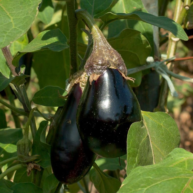 Eggplant Seeds - Black Beauty, ORGANIC - Sow True Seed