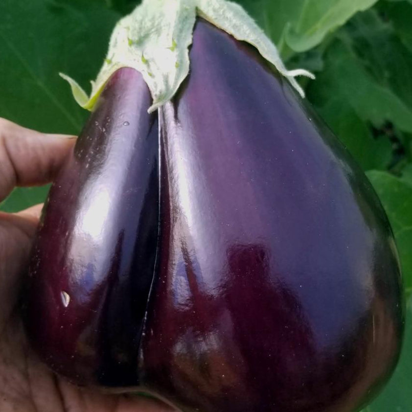 Eggplant Seeds - Black Beauty, ORGANIC - Sow True Seed