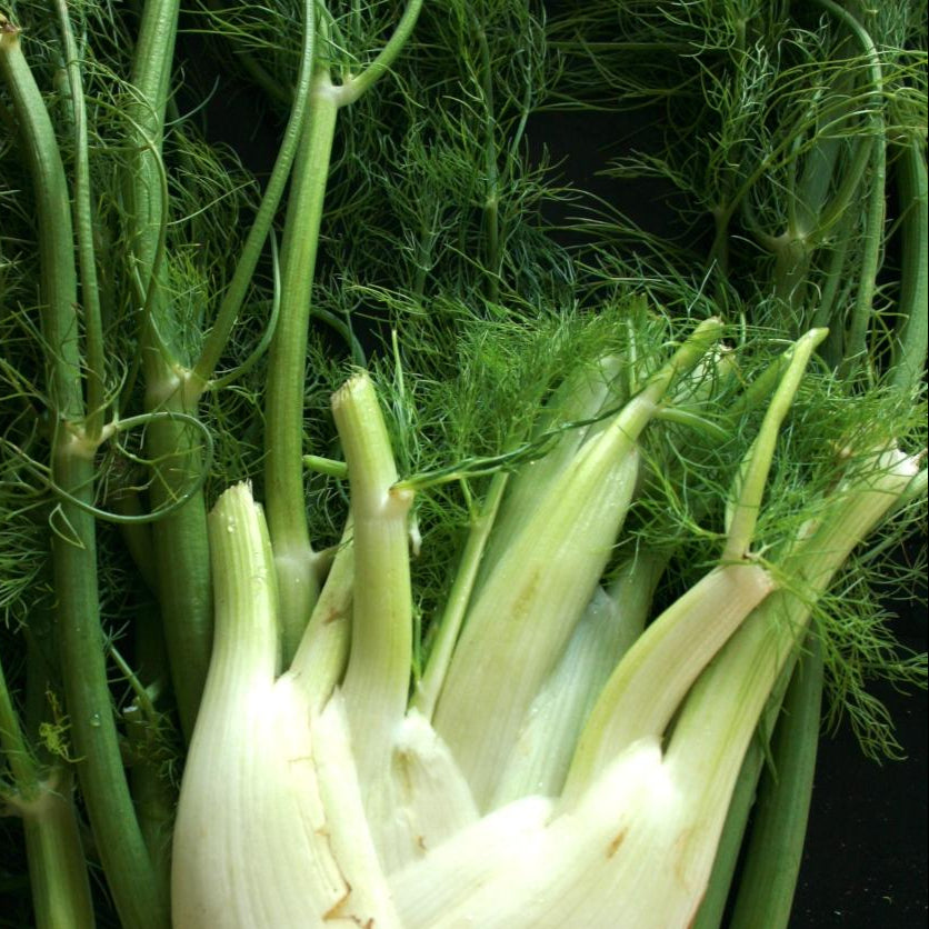 Fennel Seeds - Florence - Sow True Seed
