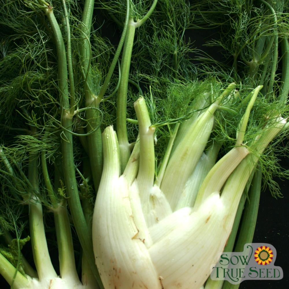 Fennel Seeds - Florence - Sow True Seed