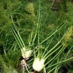 Fennel Seeds - Florence - Sow True Seed