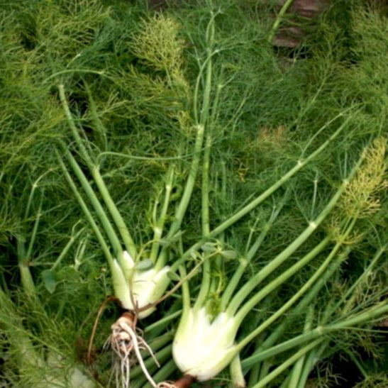 Fennel Seeds - Florence - Sow True Seed