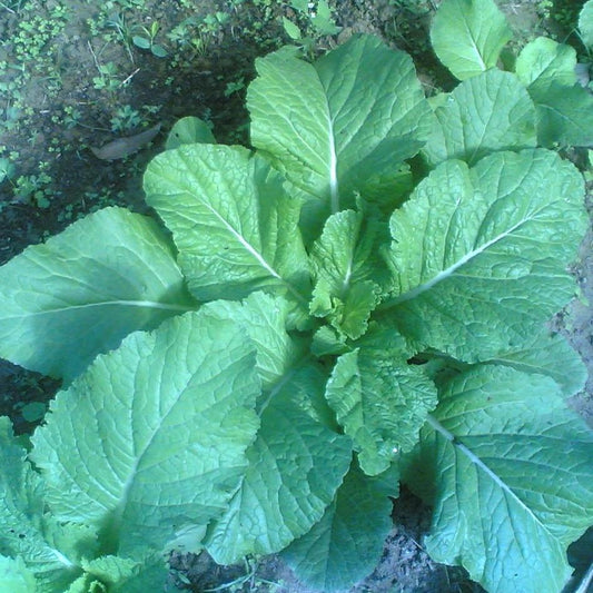 Mustard Greens - Florida Broadleaf - Sow True Seed