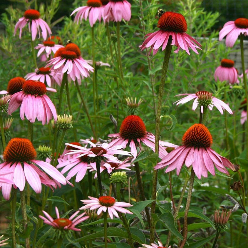Echinacea Seeds - Purple Coneflower - Sow True Seed