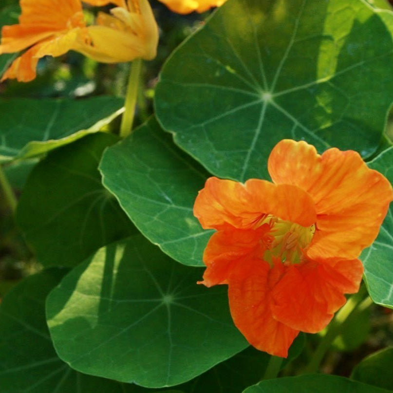 Nasturtium Seeds - Dwarf Jewel Mix - Sow True Seed