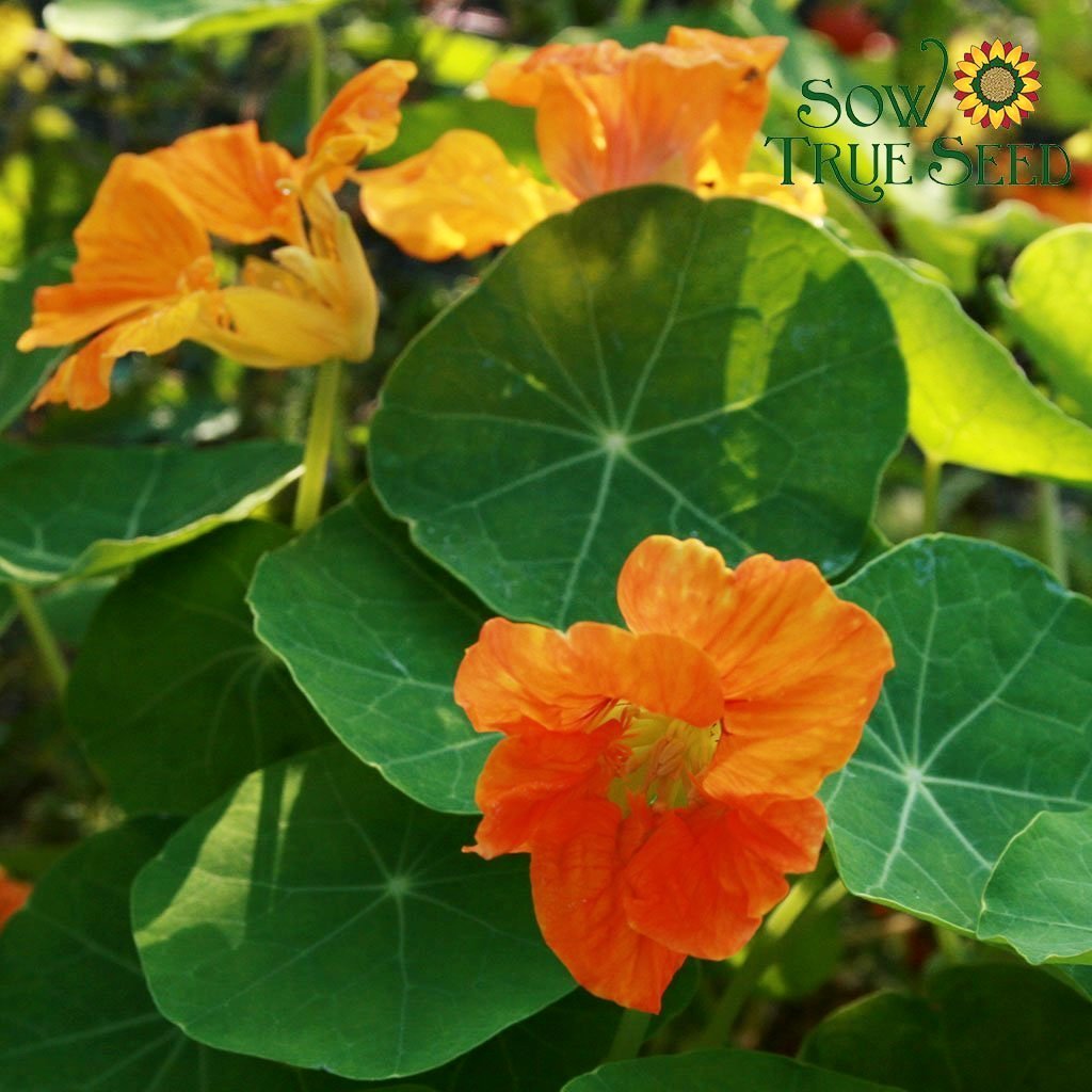 Nasturtium Seeds - Dwarf Jewel Mix - Sow True Seed