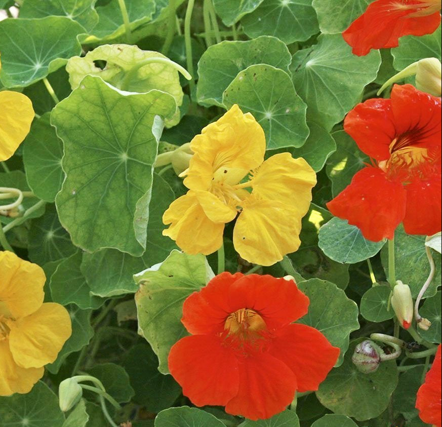 Nasturtium Seeds - Dwarf Jewel Mix - Sow True Seed