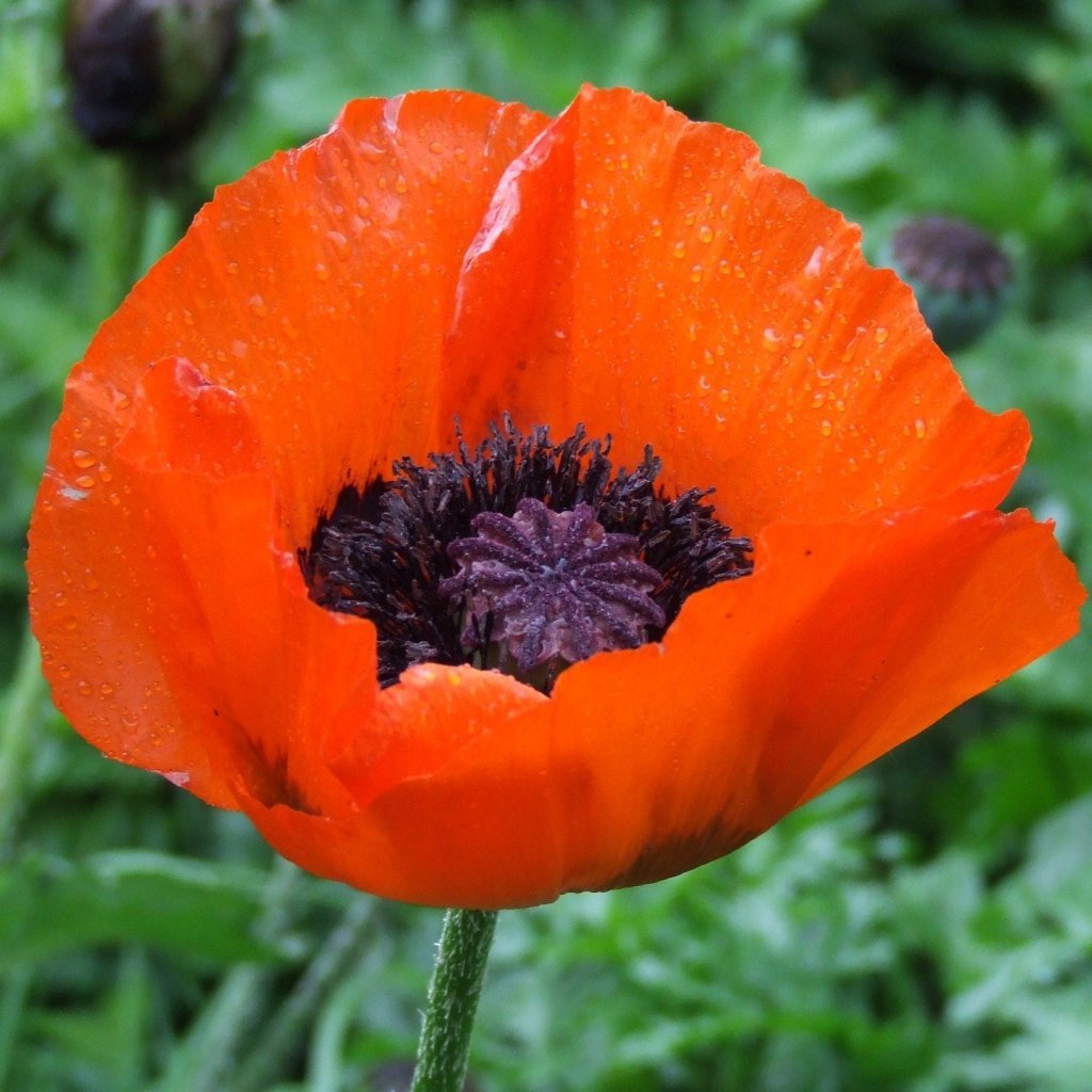 oriental poppy flower seeds Poppy Seeds