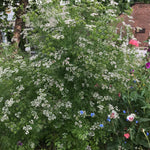 Cilantro Seed, ORGANIC - Sow True Seed