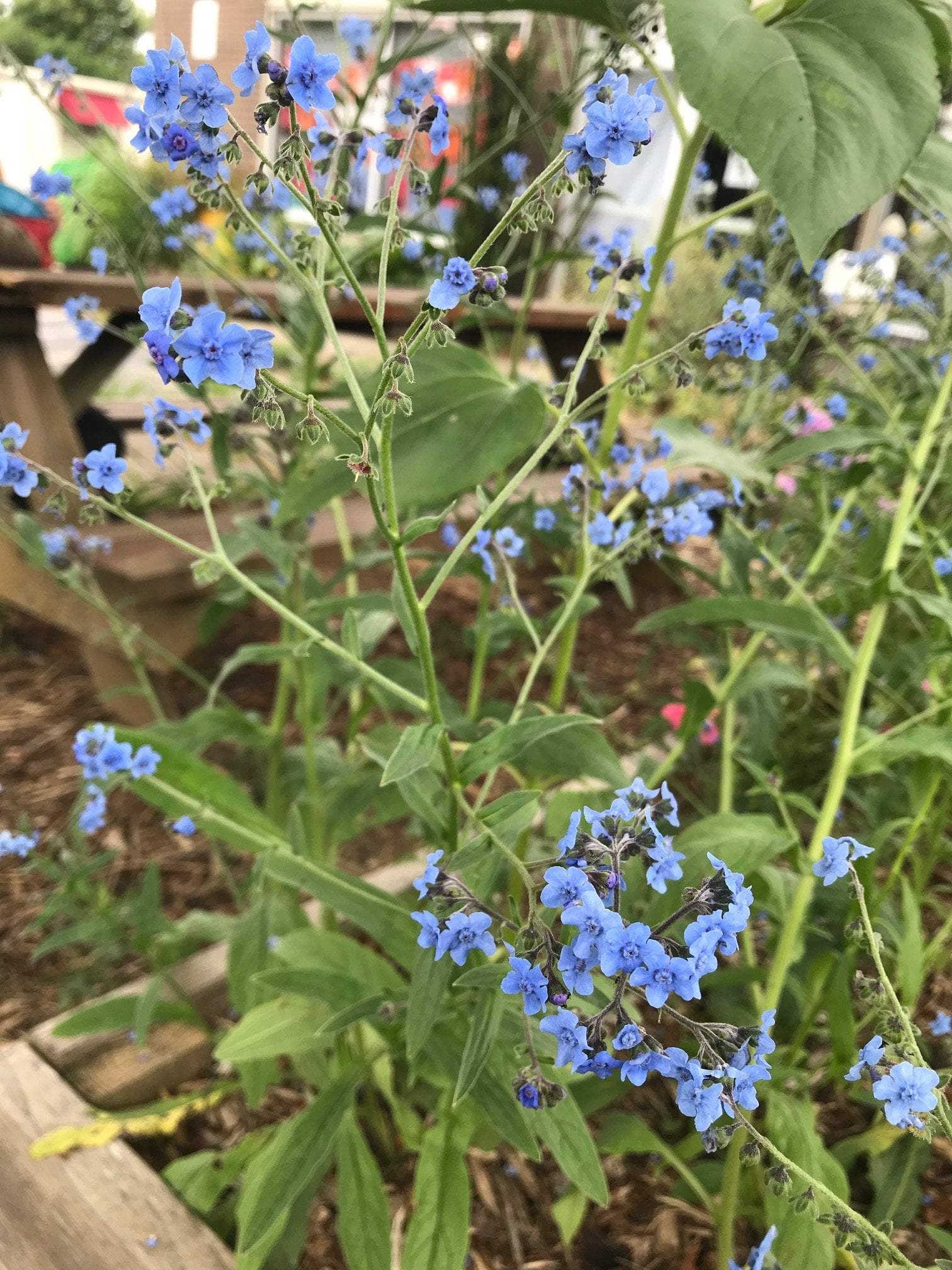 where to get flower seeds near me Forget-Me-Not seeds : Attractive clusters of blue flowers. – Sow True Seed Wholesale