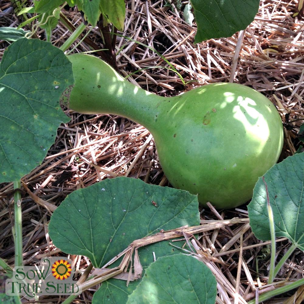 Gourd - Birdhouse Bottle - Sow True Seed