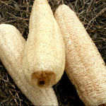 Gourd Seed - Luffa - Sow True Seed