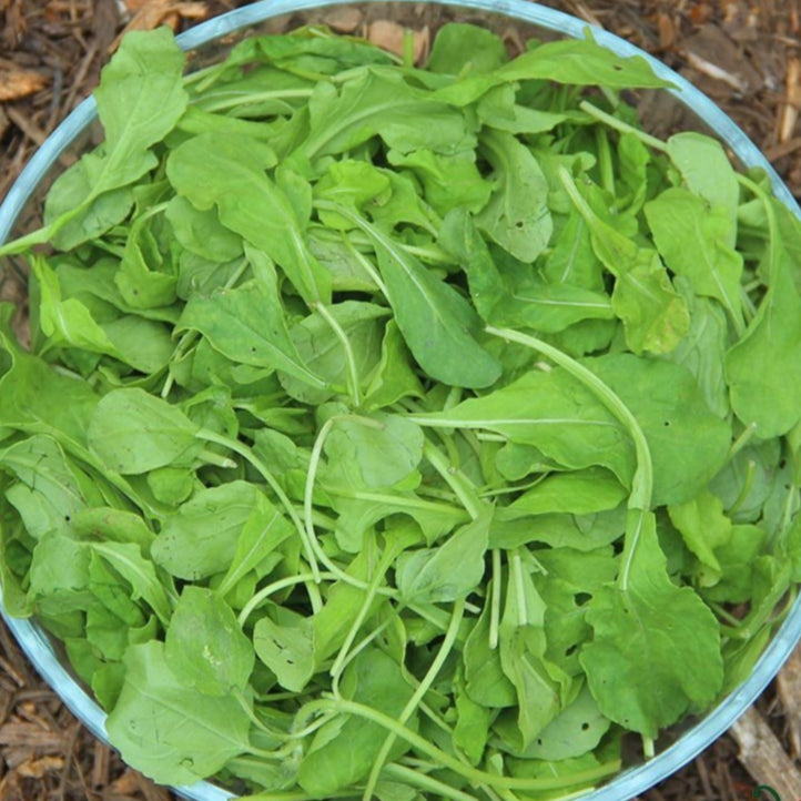 Arugula Seeds - Arugula, ORGANIC - Sow True Seed