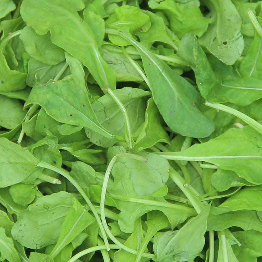 Arugula Seeds - Arugula, ORGANIC - Sow True Seed