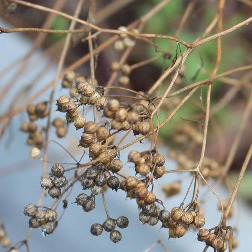 Cilantro Seed, ORGANIC - Sow True Seed