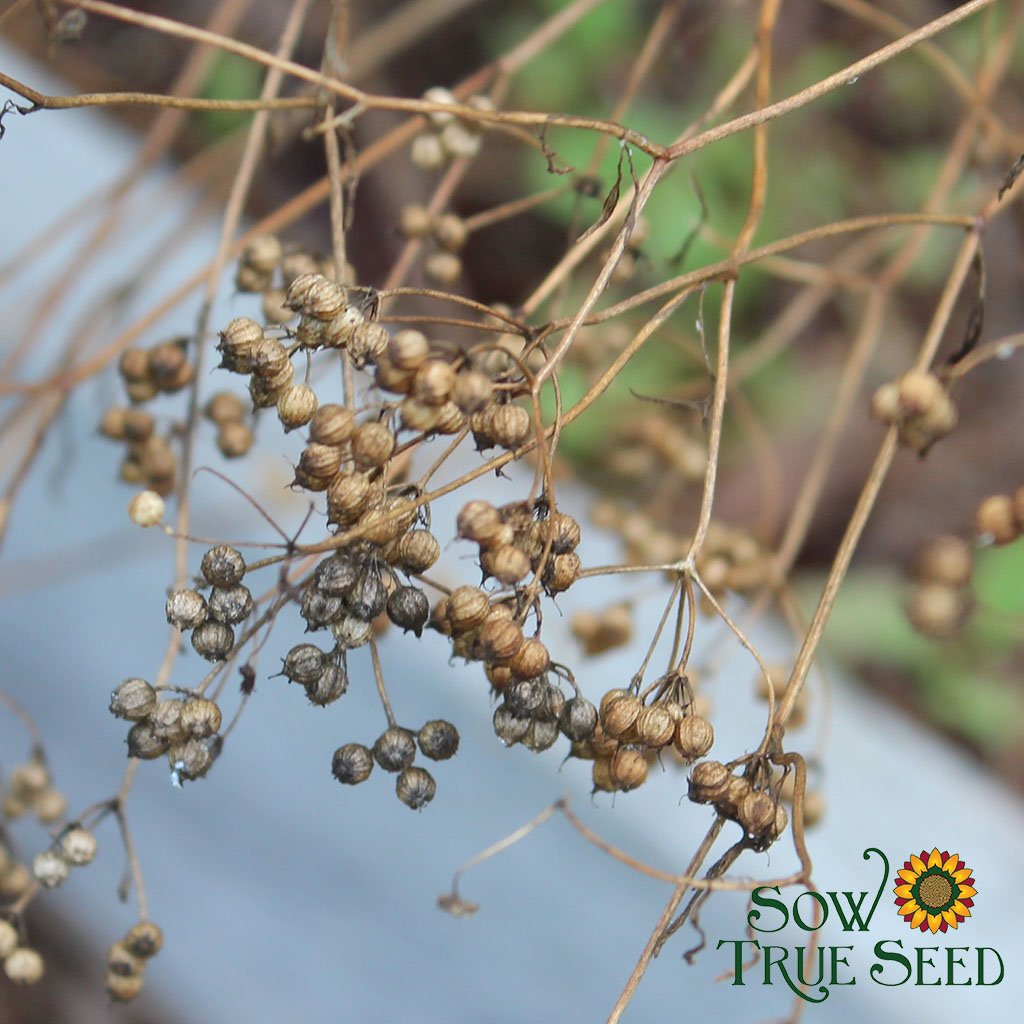 Cilantro Seed, ORGANIC - Sow True Seed