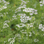 Cilantro Seed, ORGANIC - Sow True Seed