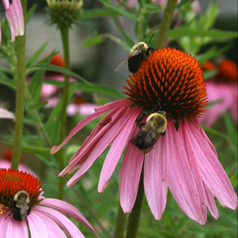 Echinacea Seeds - Purple Coneflower - Sow True Seed