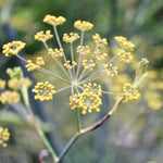 Fennel Seeds - Florence - Sow True Seed