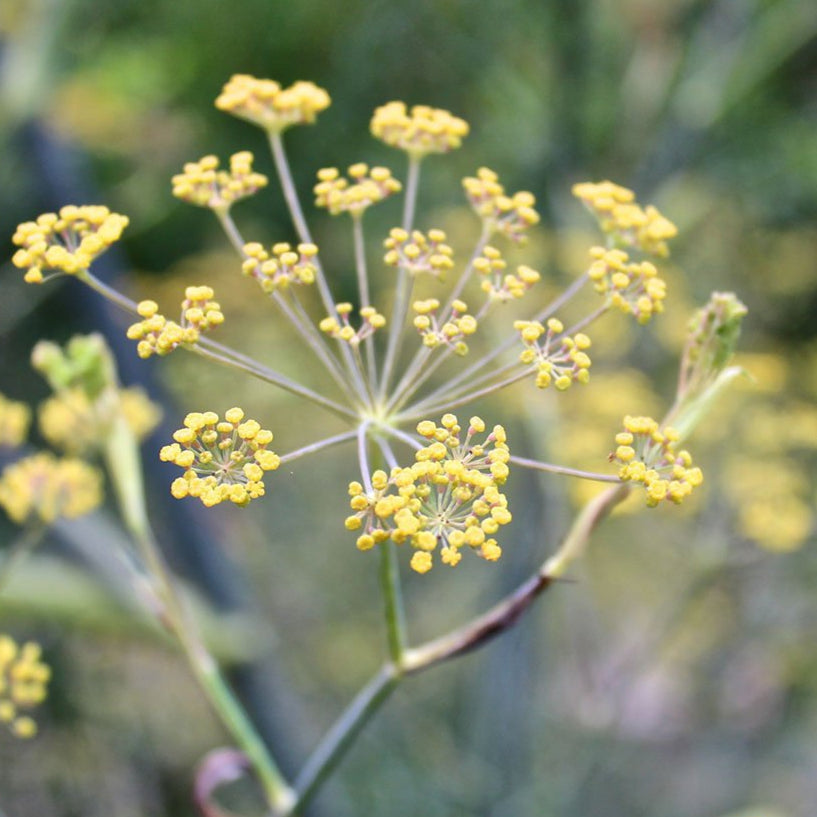 Fennel Seeds - Florence - Sow True Seed