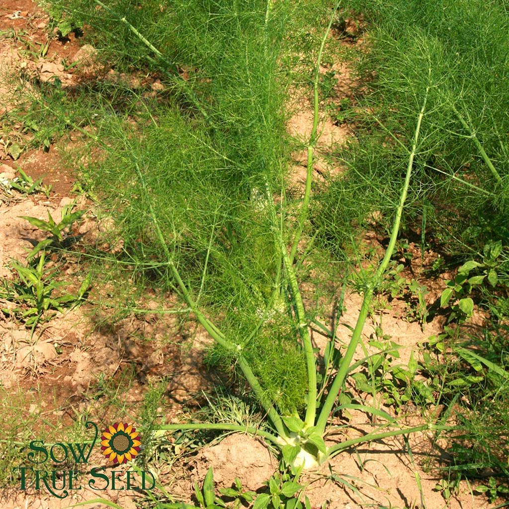 Fennel Seeds - Florence - Sow True Seed