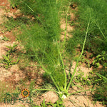 Fennel Seeds - Florence - Sow True Seed