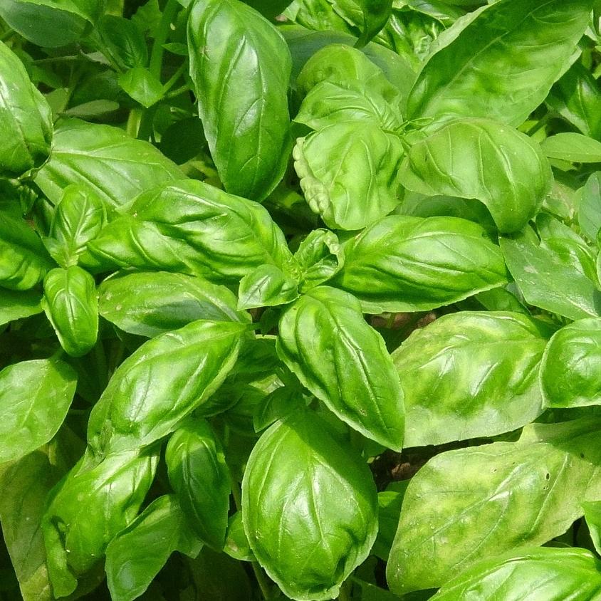 Basil Seeds, Genovese, ORGANIC - Sow True Seed