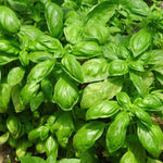 Basil Seeds, Italian Large Leaf - Sow True Seed
