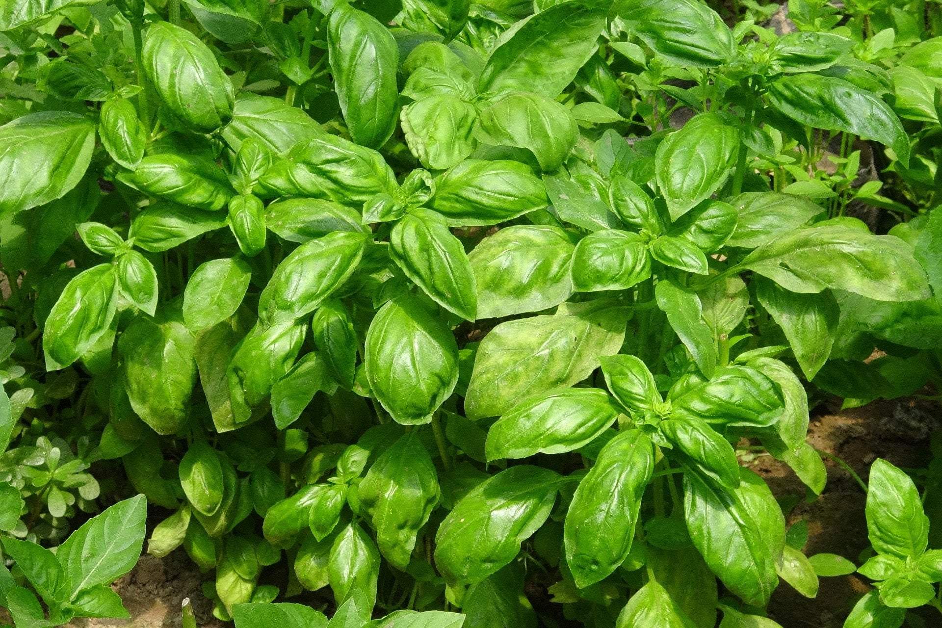 Basil Seeds, Italian Large Leaf - Sow True Seed