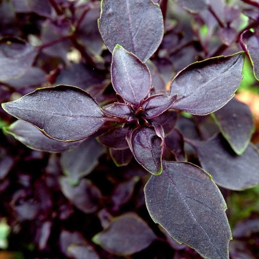 Basil Seeds, Purple Dark Opal, ORGANIC - Sow True Seed