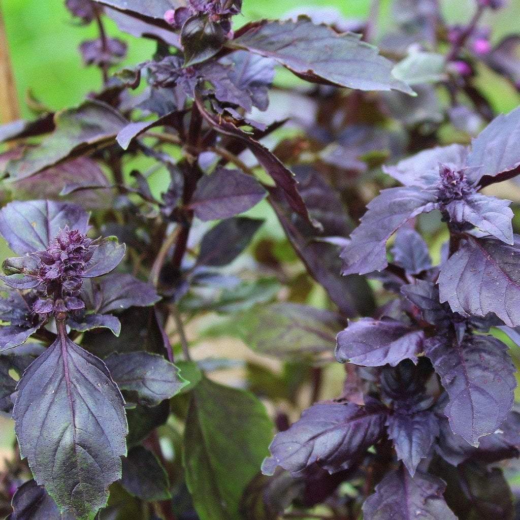 Basil Seeds, Purple Dark Opal, ORGANIC - Sow True Seed