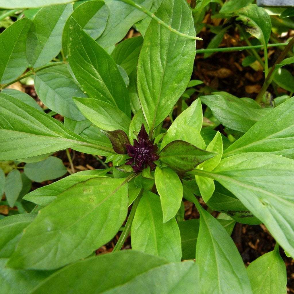 Basil Seeds, Thai - Sow True Seed