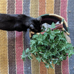 Catnip Seed - Sow True Seed