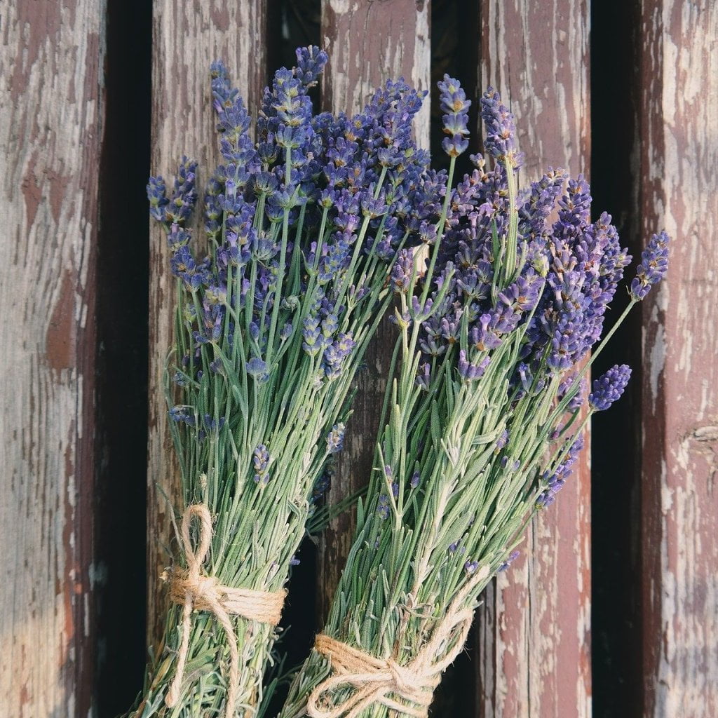 Lavender Seed, English (Vera) - Sow True Seed