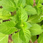 Basil Seeds, Tulsi - Kapoor - Sow True Seed