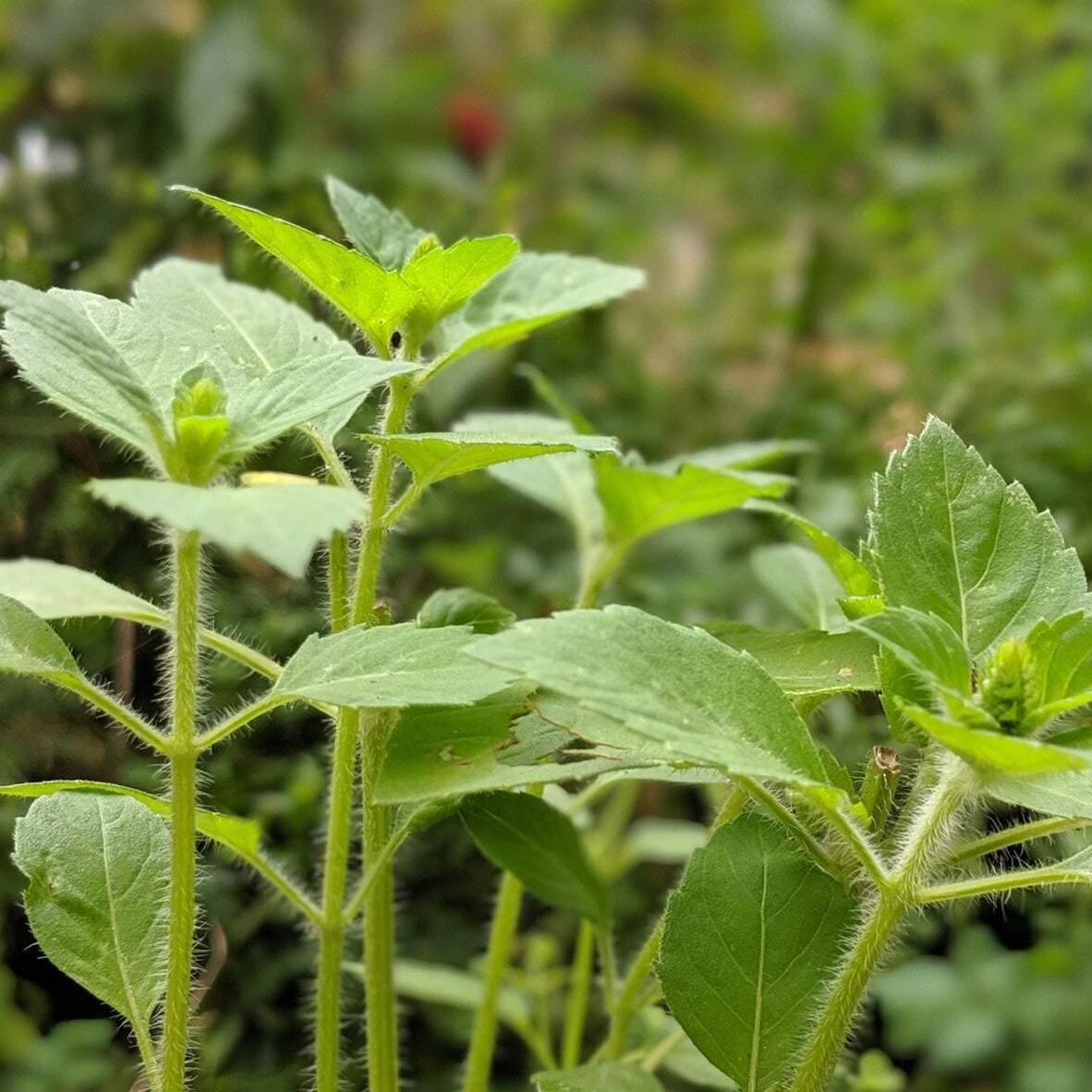 Basil Seeds, Tulsi - Kapoor - Sow True Seed